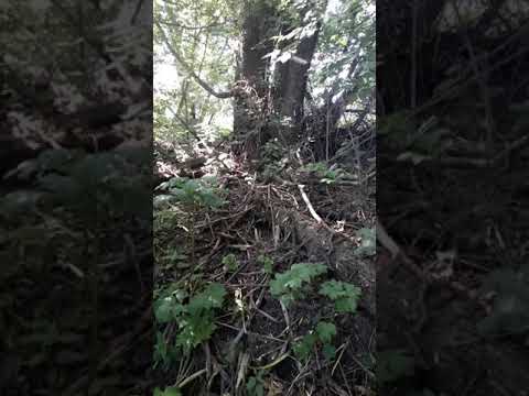 Видео: Как избавится от БОБРОВ?!