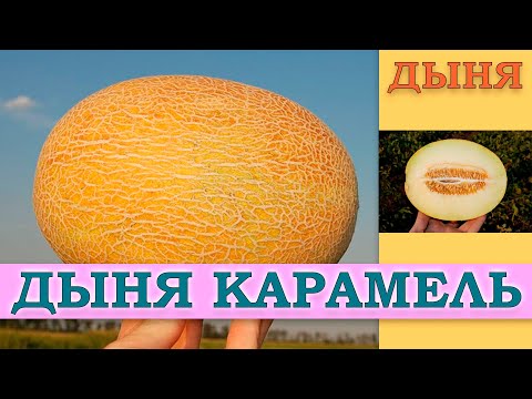 Видео: ДЫНЯ КАРАМЕЛЬ - СКОРОСПЕЛЫЙ УСТОЙЧИВЫЙ К ПЕРЕУВЛАЖНЕНИЮ ПОЧВЫ СОРТ