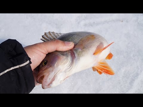 Видео: Окунь на балансир зимой| Активный клев в глухозимье | Зимняя рыбалка на балансир