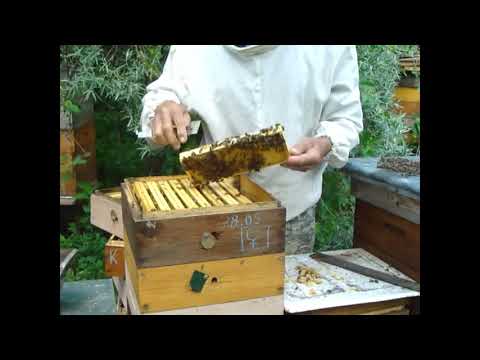 Видео: Применение изолятора Миленина  Улей удав