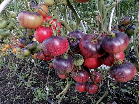 Видео: Супер томаты в открытом грунте
