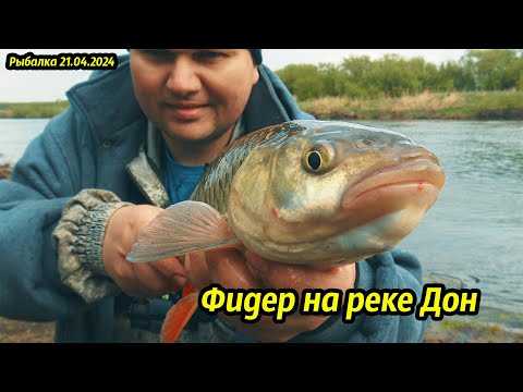 Видео: Тайны успешной рыбалки на реке Дон: поимка крупного голавля и леща весной на фидер!