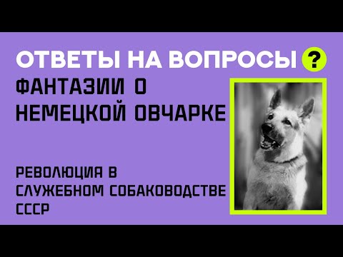 Видео: Фантазии о Немецкой Овчарке. Fantasies about German Shephard.