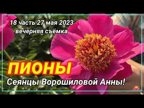 Видео: Сеянцы пионов Ворошиловой. Цветение 2023 года! Часть 18 / Сад Ворошиловой