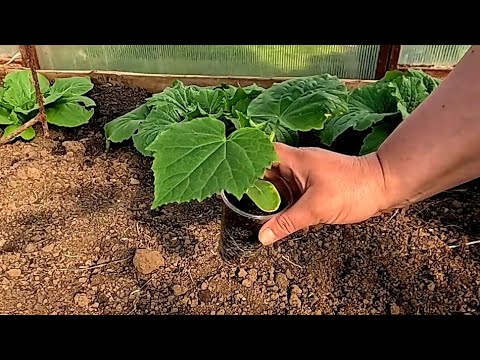 Видео: Правильная высадка рассады огурцов в теплицу - залог хорошего урожая!!!