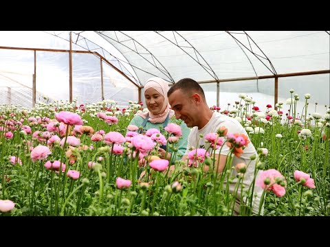 Видео: Адиль и Айше Сеферовы знают секреты выращивания ранункулюсов