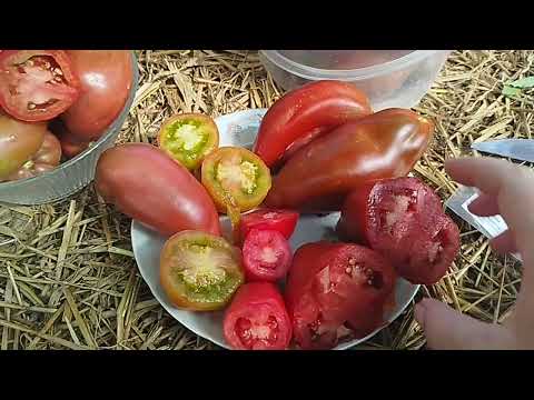 Видео: Обзор томатов в теплице, в разрезе и по вкусу. 🍅