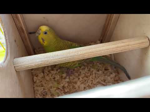 Видео: Попугай очень милый ❤️🦜#папугай #попугайговорит #parrot #love #cute