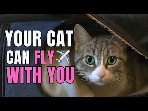 Видео: Как летать с кошкой в ​​салоне самолета в 2025 году (пошаговый процесс)