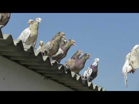 Видео: Старопородные Дербентские, хохлатые, мраморные голуби Исмаилова Физули!