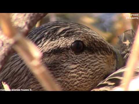 Видео: Дикая утка и виноградная улитка || Wild duck and vine snail