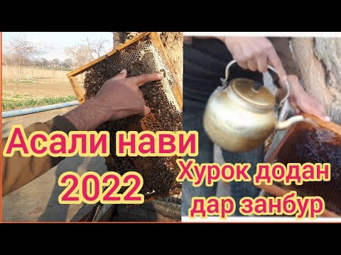 Видео: Тарзи шакарчой (ё хурок)додани занбури асали