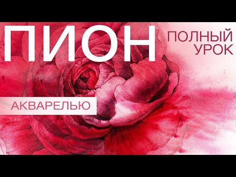 Видео: ПОЭТАПНОЕ РИСОВАНИЕ ПИОНА АКВАРЕЛЬЮ!