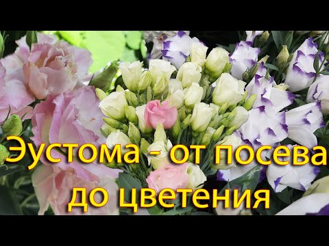 Видео: Эустома - от посева до цветения. Шикарные живые букеты на вашем участке