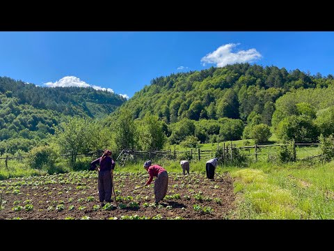 Видео: Жизнь в горах Турции. Непростая жизнь большой семьи в деревне.