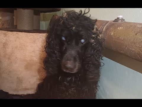 Видео: У тебя нет сердца, если слезы радости не выступят в конце ролика.