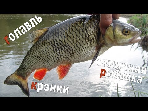 Видео: Голавль. Крэнки. Отличная рыбалка.