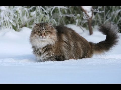 Видео: Сибирская кошка (всё о породе)