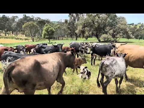 Видео: Выпас 80 000 кг/ч Часть 2