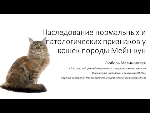 Видео: Л. Малиновская Наследование нормальных и патологических признаков у кошек породы Мейн-кун