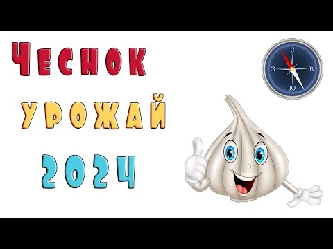 Видео: Чеснок зимний, урожай 2024 года.