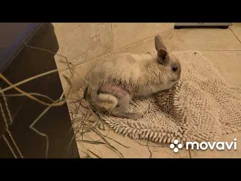 Видео: Линька у кролика . или как не допускать ошибки в желании облегчить это процесс.