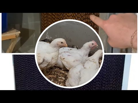 Видео: Панель охлаждения для бролеров. Нюансы монтажа, эффективна ли она вообще!? 🤷