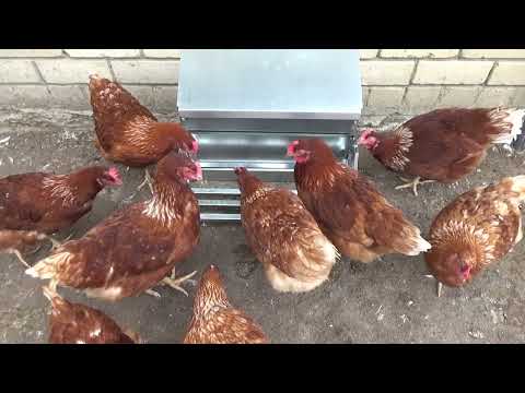 Видео: Содержание домашней птицы. Поддоны, кормушки и гнезда от  Дмитрия Бочарова.