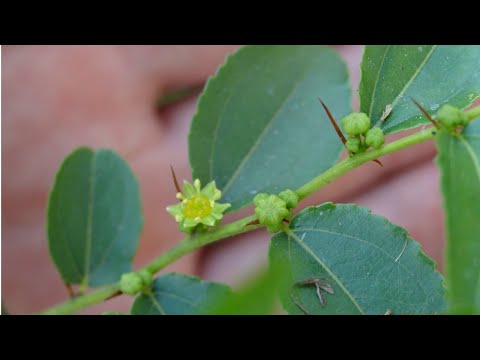 Видео: Зизифус, он же унаби, он же китайский финик.