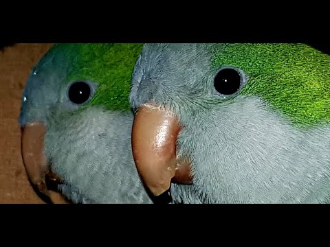 Видео: ПОДХОДИТ ЛИ ПОПУГАЙ КВАКЕР В КАЧЕСТВЕ ДОМАШНЕГО ПИТОМЦА?