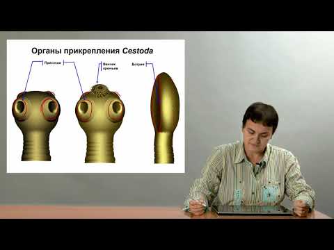 Видео: Зоология беспозвоночных. Ленточные черви
