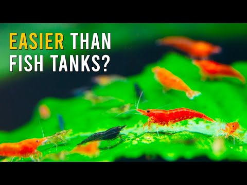 Видео: Почему аквариум с креветками — это САМЫЙ ПРОСТОЙ аквариум, который вы когда-либо создавали!