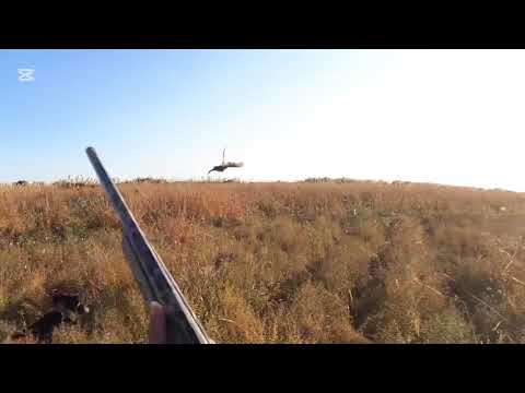 Видео: Жетісай қырғауылға аңшылық Сырдария! Охота на фазана собаками!
