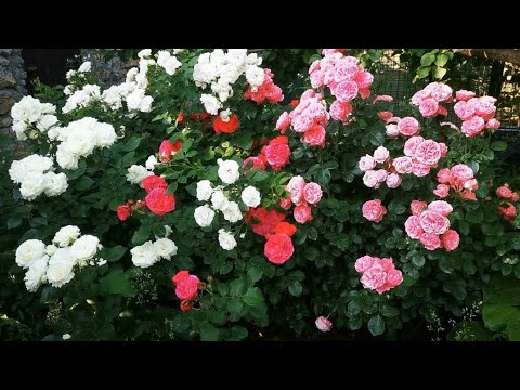 Видео: Щільно посаджені флорібунди. 