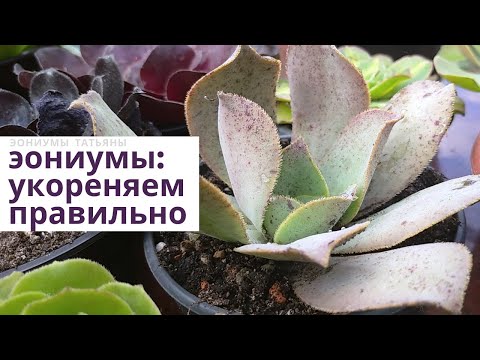 Видео: Эониумы: укореняем черенки правильно