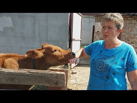 Видео: А о коровах вы забыли?Где же я живу? Забияка, домоседка и певица