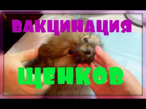 Видео: Вакцинация щенков.
