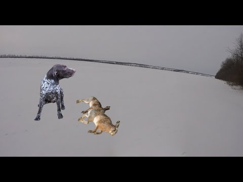 Видео: Охота на зайца с курцхааром. Hunting for hares