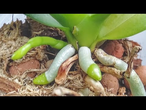 Видео: орхидеи БУДУТ ДОЛГО ЦВЕСТИ, если ИНОГДА поливать ЭТИМ! корни ИДУТ В РОСТ! цветонос ВЫТЯГИВАЕТСЯ!