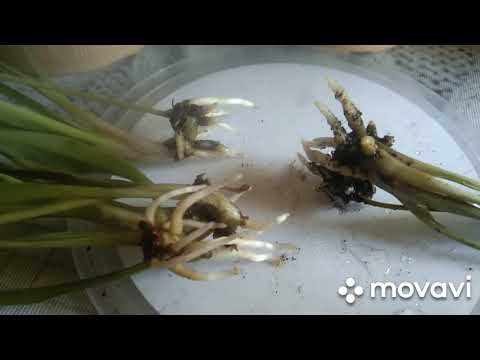 Видео: Хлорофитум, кўпайтириш усуллари.