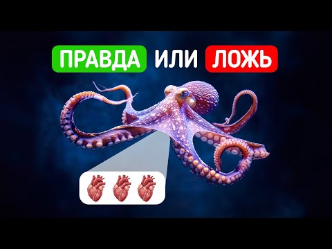 Видео: У осьминогов три сердца? И другие удивительные факты