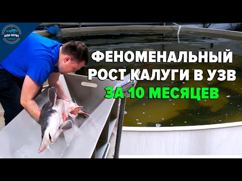 Видео: Рост калуги в узв за 10 месяцев. Удивительные показатели