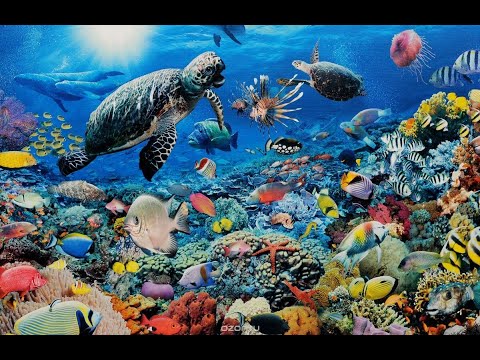 Видео: §12 "Жизнь в океане", География 7 класс ч.1, Домогацких