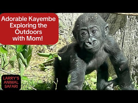 Видео: Детеныш гориллы - Кайембе № 13, #gorilla