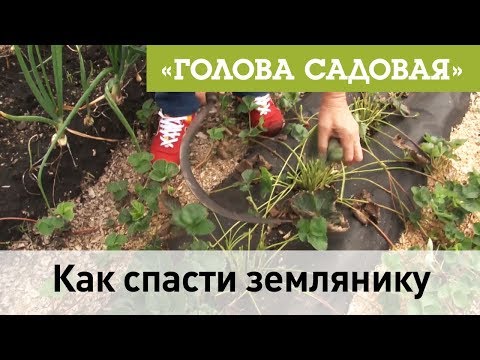 Видео: Голова садовая - Как спасти землянику