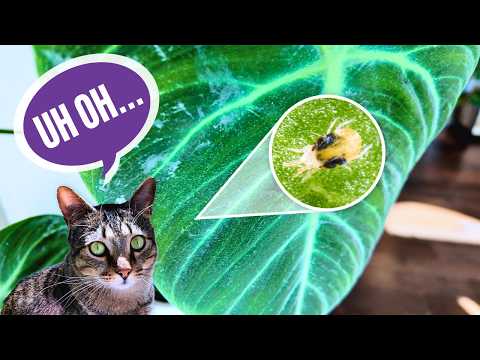 Видео: Обновления Planty: хорошее, плохое и глючное