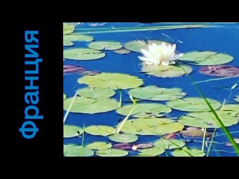 Видео: Сад Клода Моне в Июне. После карантина и без туристов... Интересный опыт 30/06/20