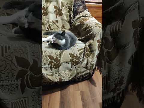 Видео: Людей нормально не лечат, что говорить про животных.... 