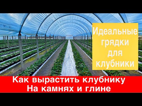 Видео: Как сделать идеальные грядки для клубники.Как вырастить Клубнику на камнях и глине