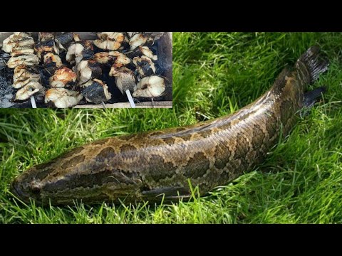 Видео: На природе, великолепный шашлык из змееголова. A great snake head shish kebab. 一个伟大的蛇头羊肉串。